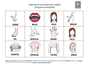 partes del cuerpo, pictogramas partes del cuerpo, aprender las partes del cuerpo, ejercicios para niños autistas, actividades para niños con autismo, niños con autismo, autismo, pictogramas arasaac, descargar pictogramas, pictogramas autismo, auticmo